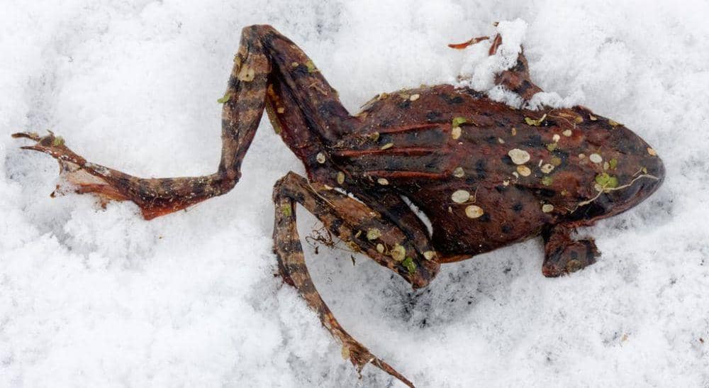 nationalgeographic.com.au