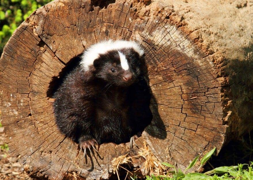 theanimalrescuesite.greatergood.com