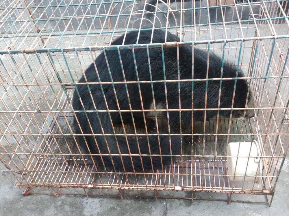 Pelihara Binturong, Pemuda di Medan Diperiksa Intensif Polisi