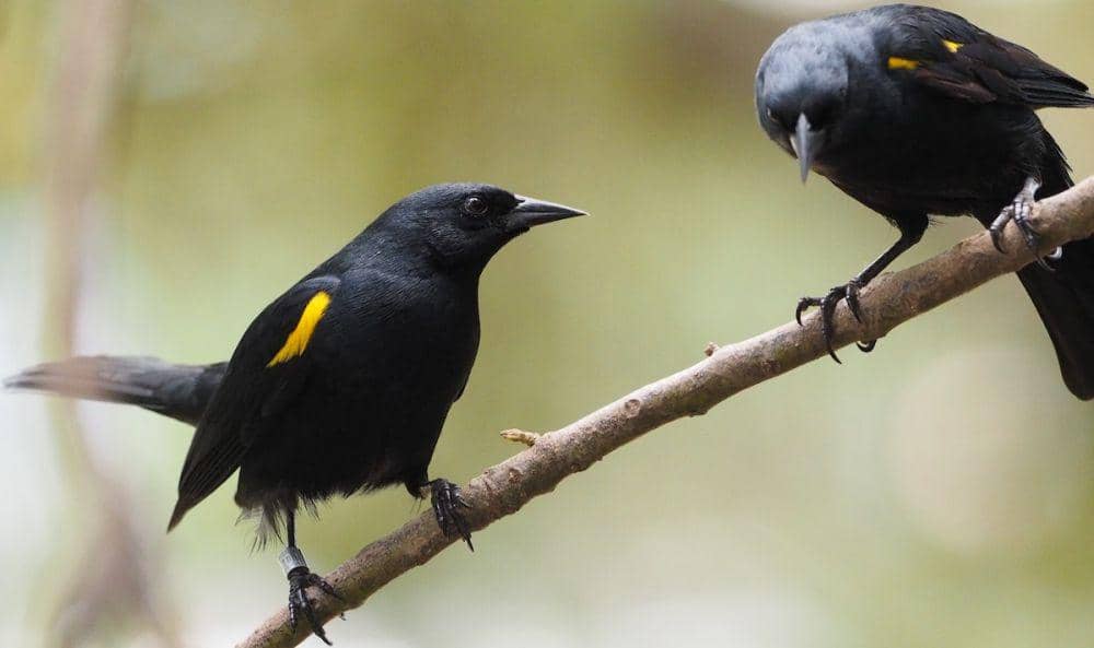neotropical.birds.cornell.edu
