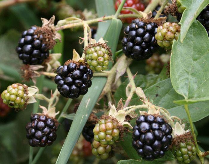 modernsurvivalonline.com