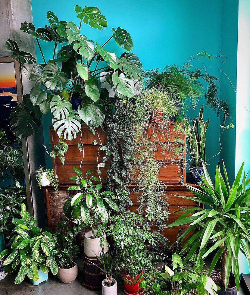 instagram.com/houseplantclub