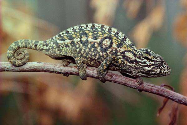 reptilesmagazine.com