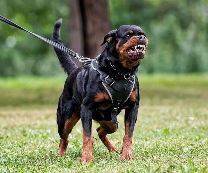 twitter.com/davidwinston447