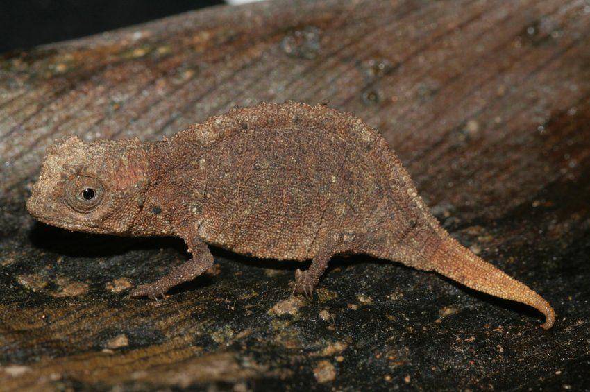 reptile-database.reptarium.cz