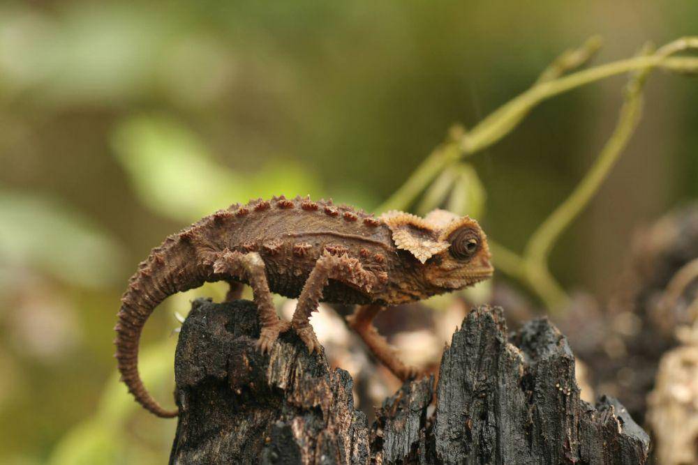 inaturalist.org