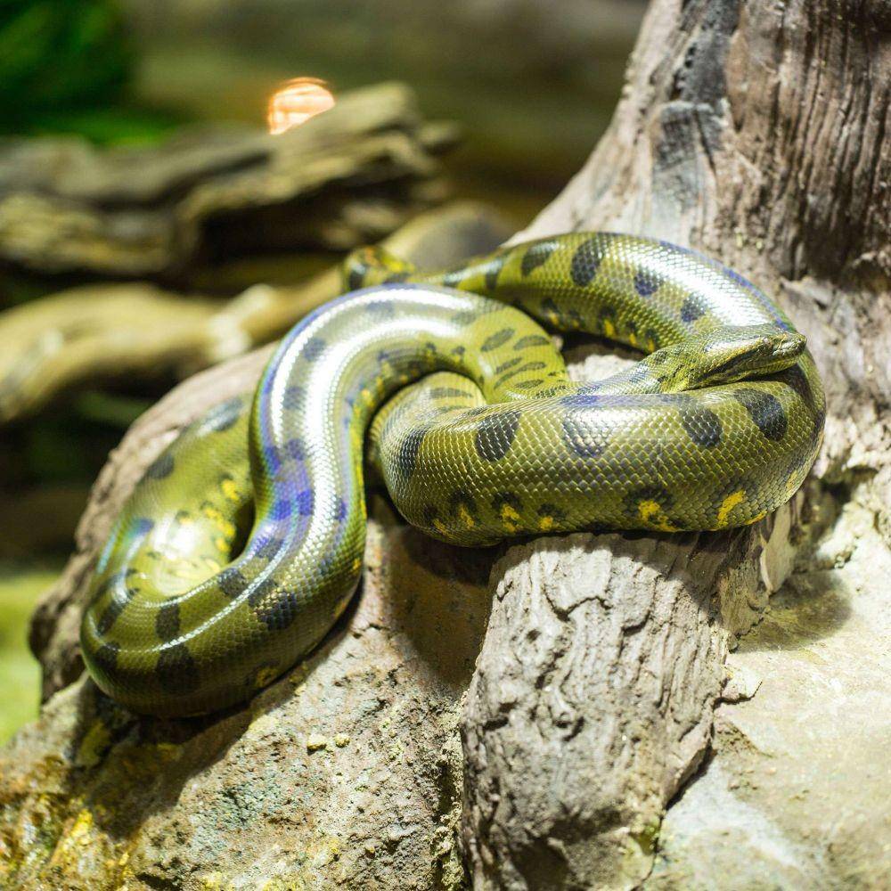 reptilepark.com.au