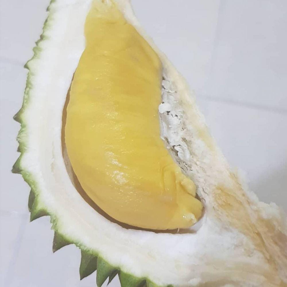 Instagram.com/musangkinglover