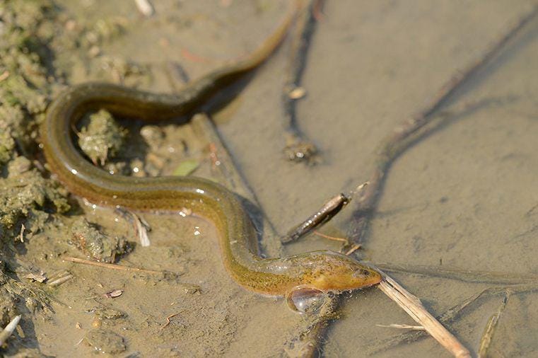 fishesofaustralia.net.au