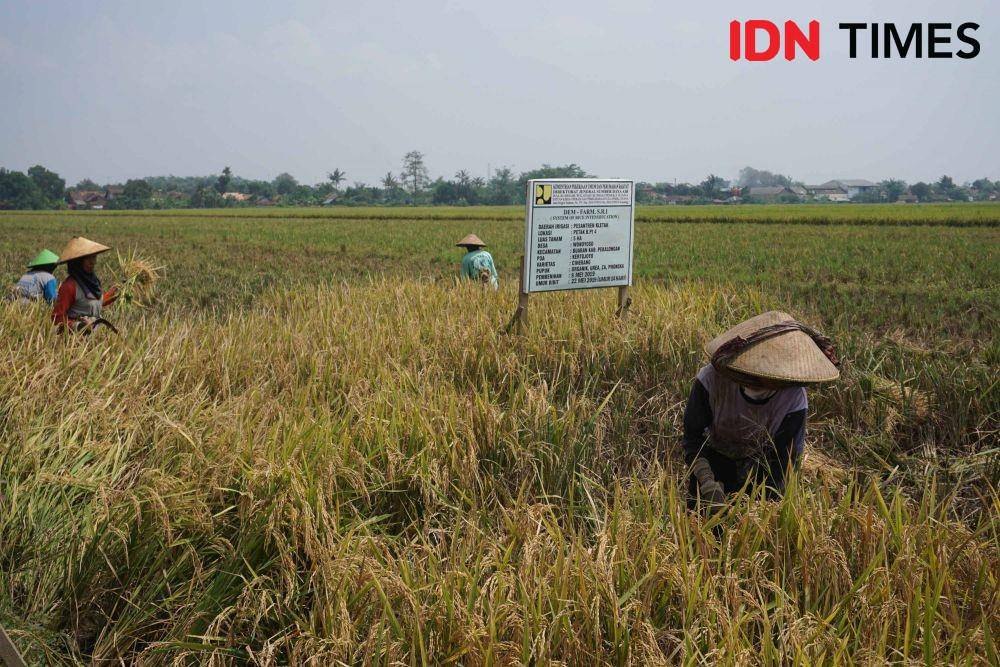 IDN Times/Dhana Kencana