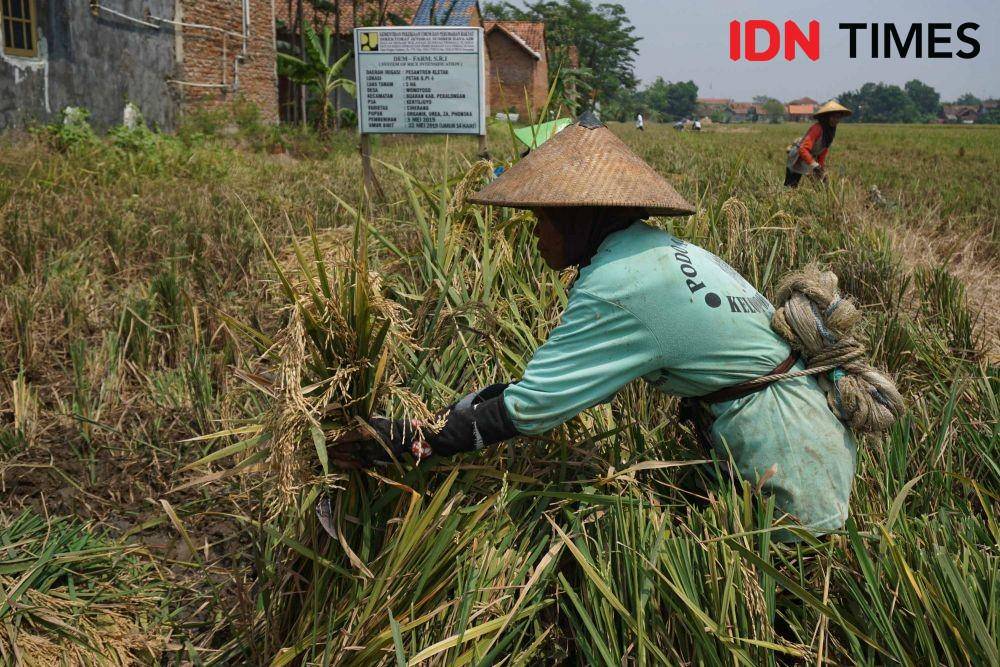 IDN Times/Dhana Kencana