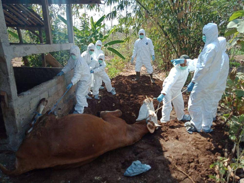 Ilustrasi sapi mendadak terjangkit antrak. IDN Times/Istimewa