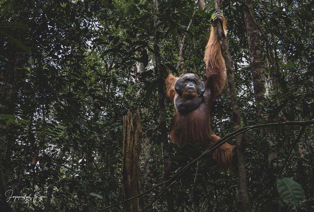 IG: @jayaprakash_bojan