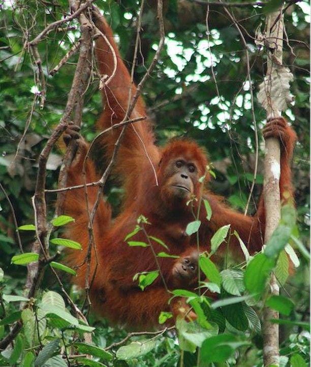 IG: @theorangutanproject