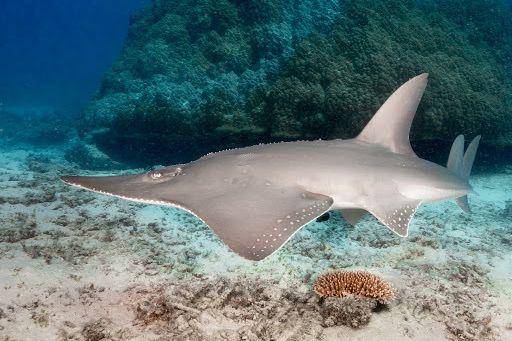 fishesofaustralia.net.au