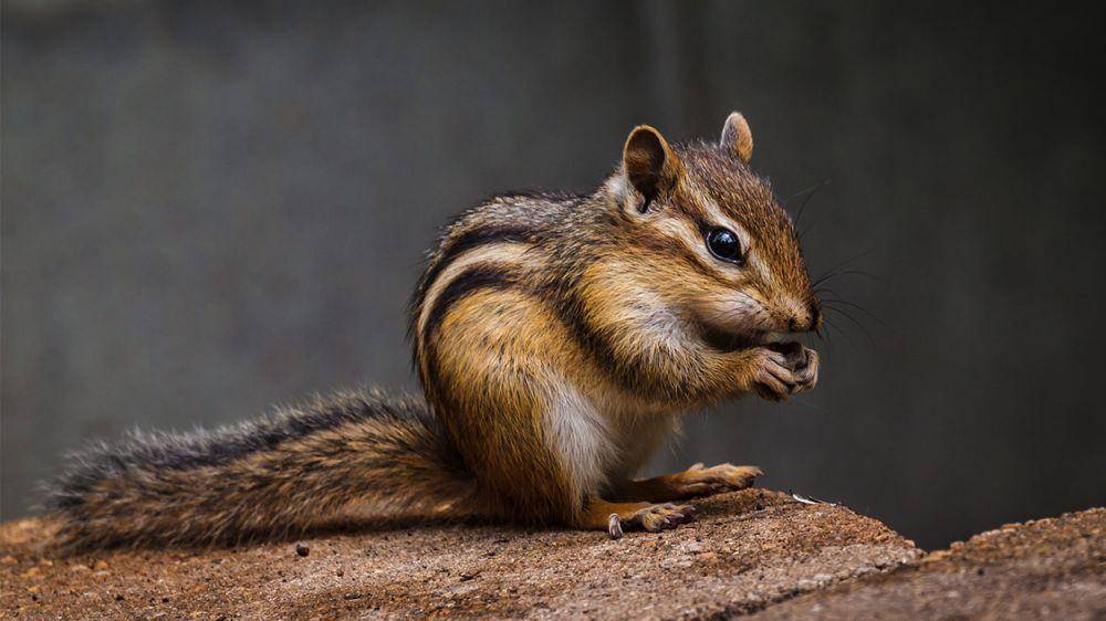 squeaksandnibbles.com