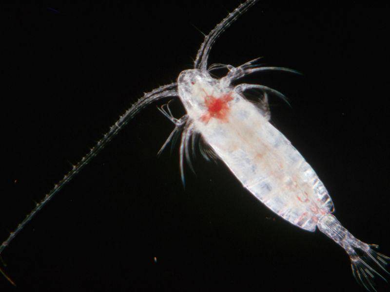 smithsonianmag.com