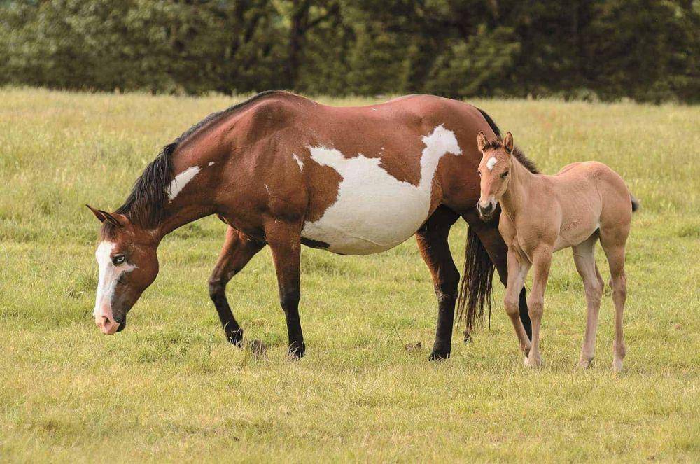 thehorse.com