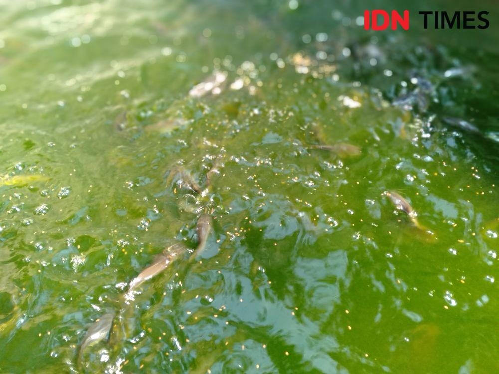 IDN Times/Daruwaskita