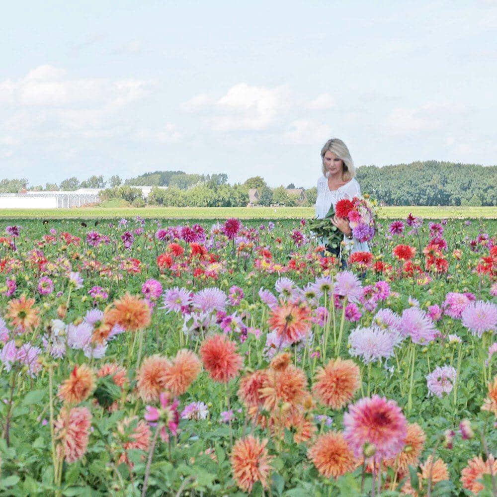 Instagram/famflowerfarm