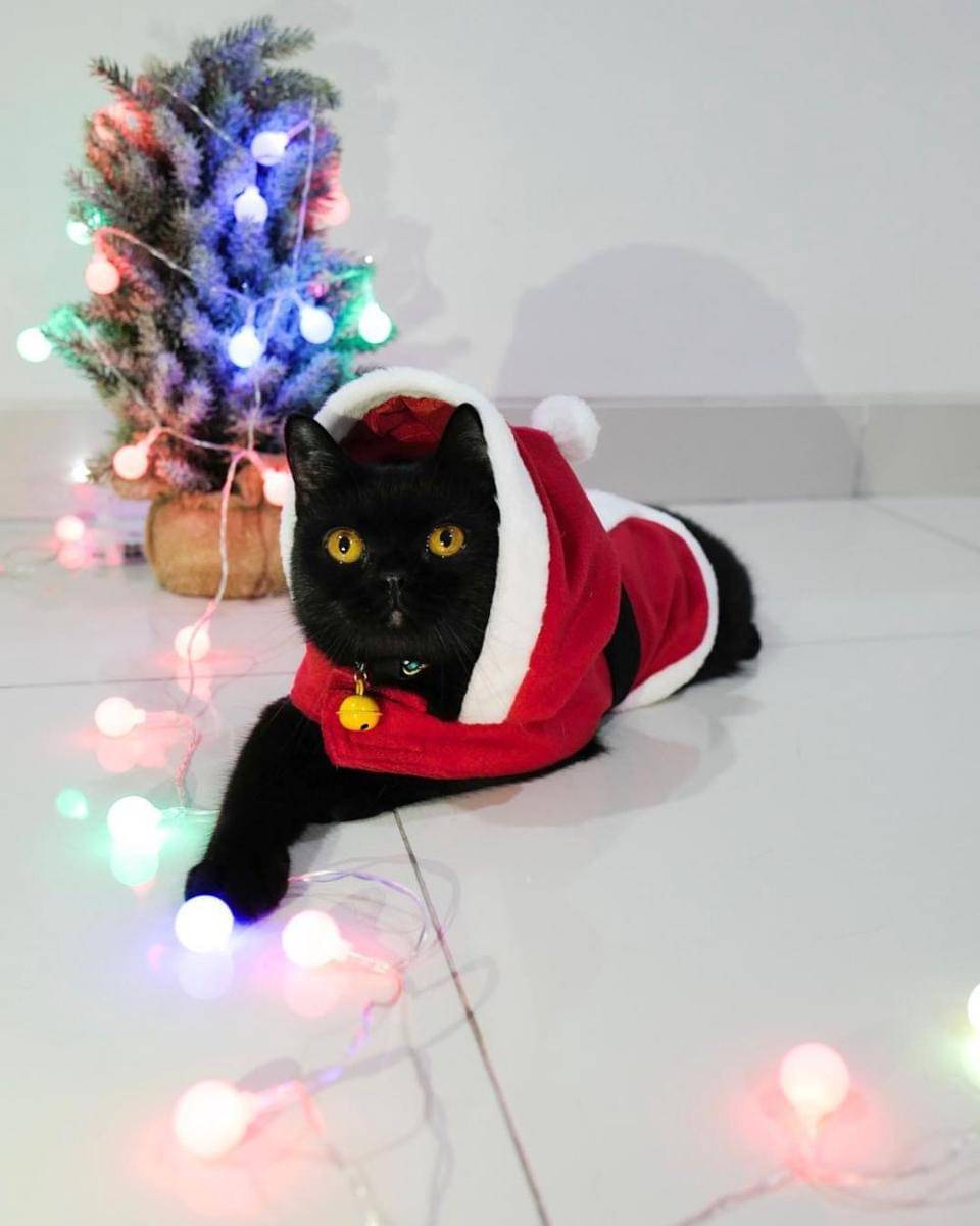 Instagram.com/mrssharena