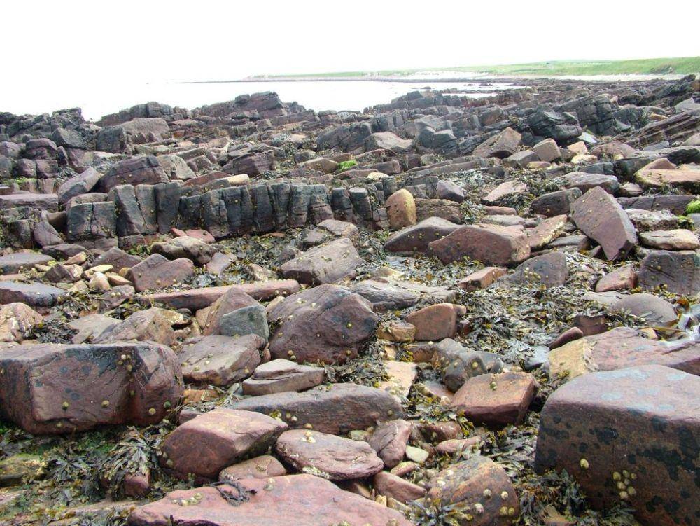 ukfossils.co.uk