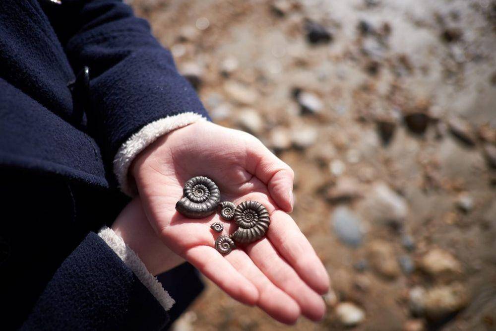 jurassiccoast.org