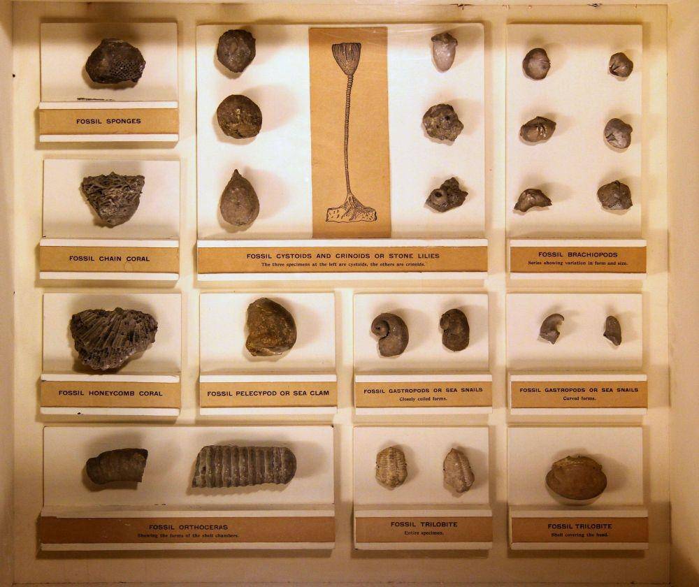 harris.fieldmuseum.org