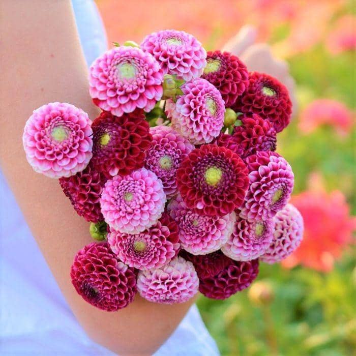 Instagram/fam flower farm