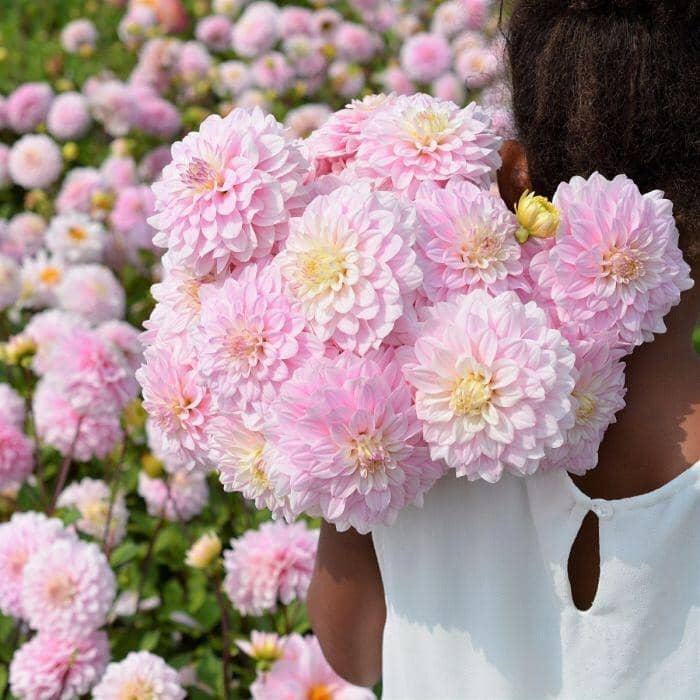 Instagram/fam flower farm