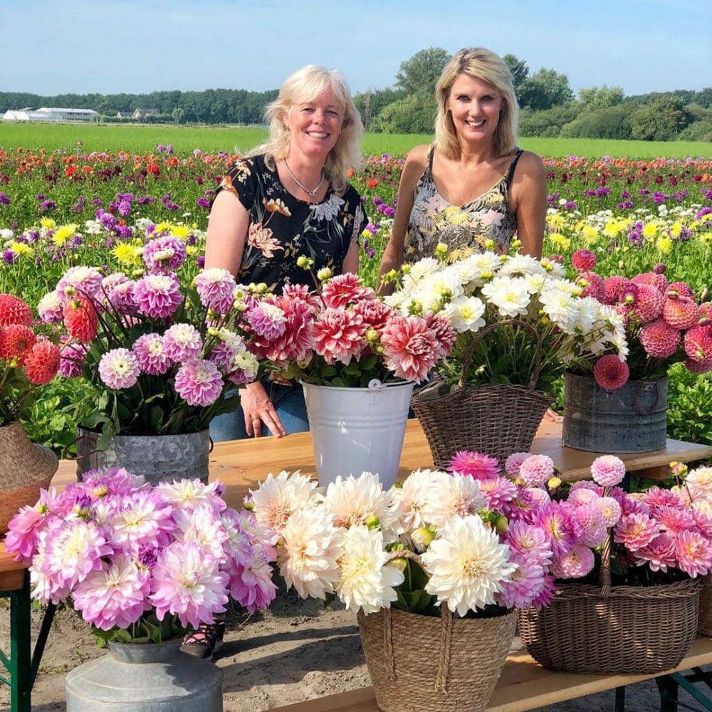 Instagram/fam flower farm