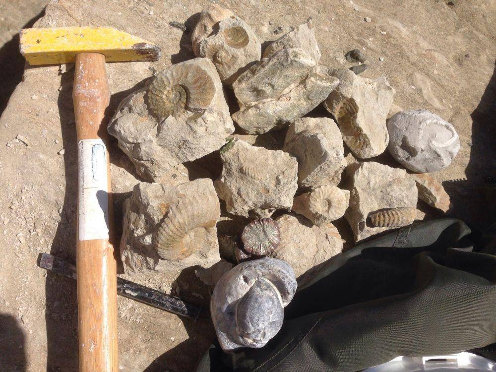 discoveringfossils.co.uk