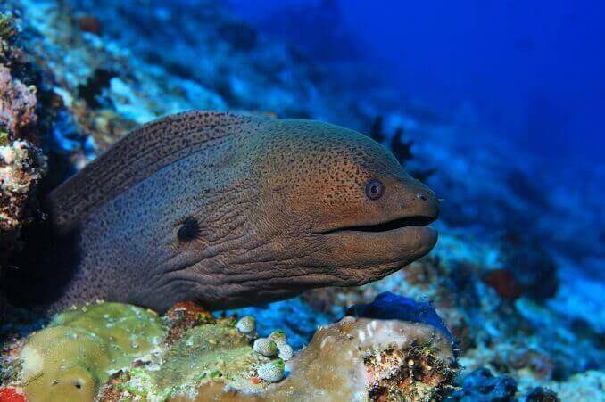 fishkeepingworld.com