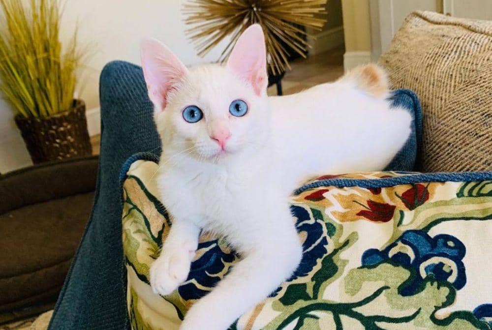 Instagram/@yoshi_the_japanese_bobtail