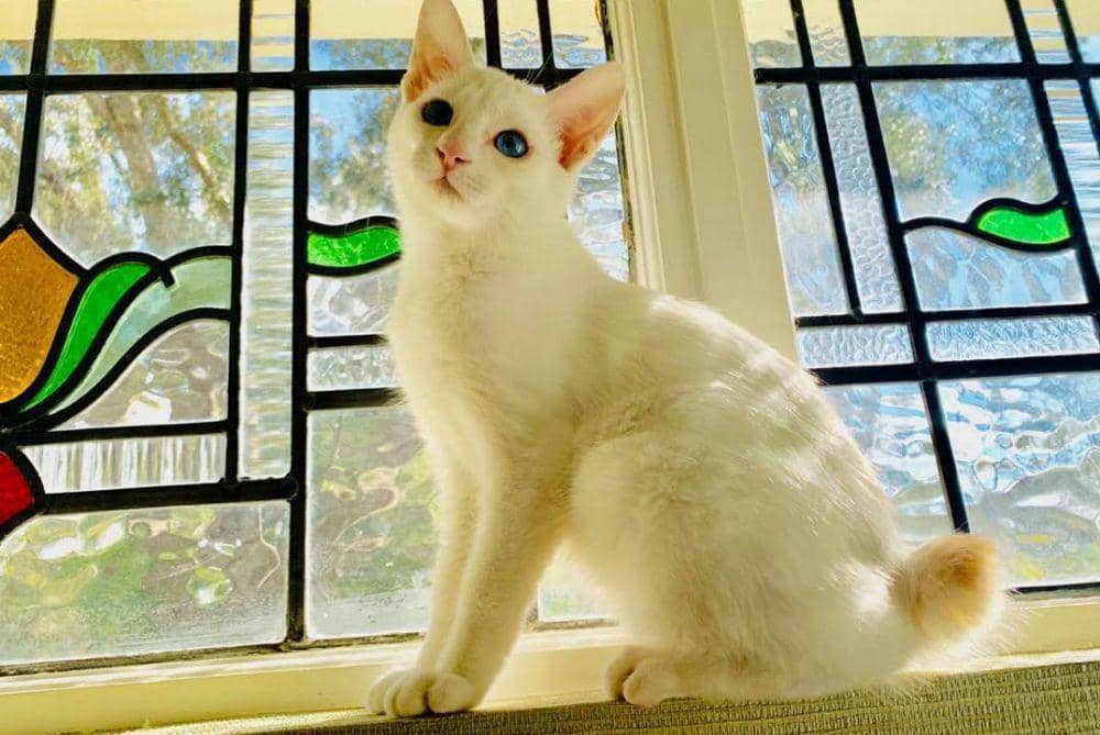 Instagram/@yoshi_the_japanese_bobtail