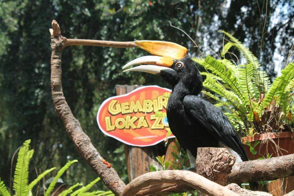 https://www.instagram.com/glzoojogja/