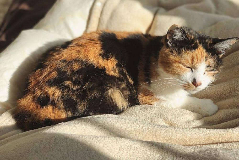 Instagram/@maron_japanesebobtail