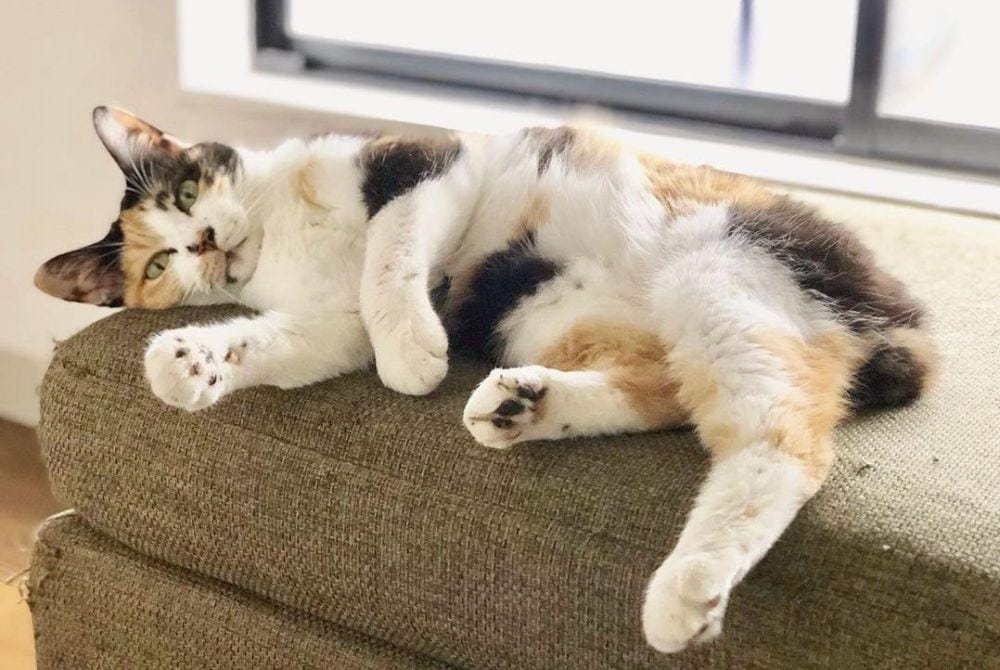 Instagram/@maron_japanesebobtail