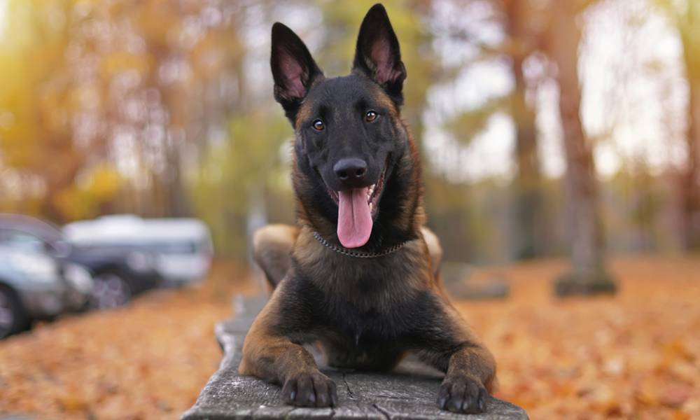 dognutrition.com
