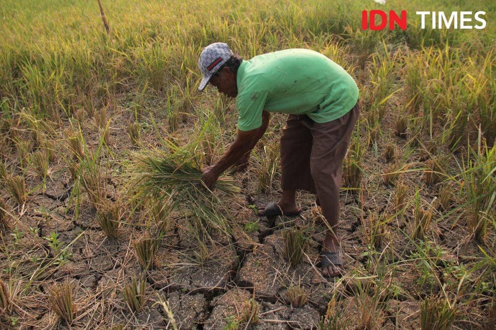 IDN Times/Candra Irawan