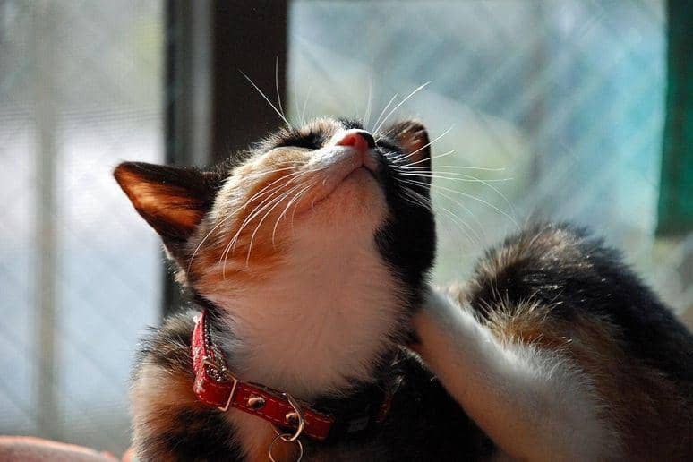 Commons.wikimedia.org