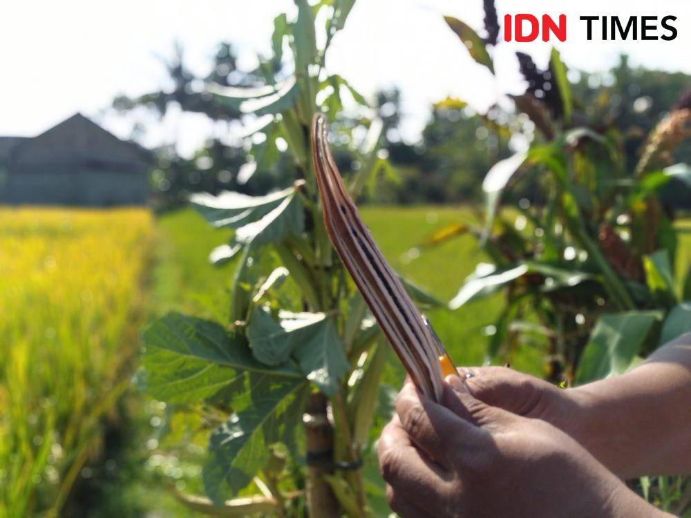 IDN Times/Daruwaskita