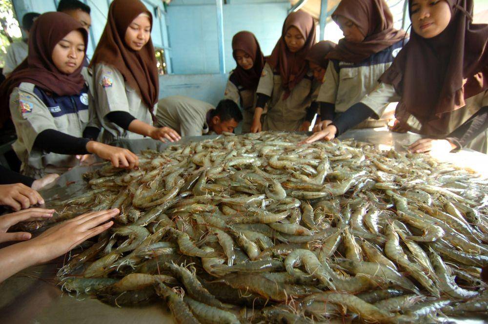 Sejumlah siswa Sekolah Usaha Perikanan Menengah (SUPM) memilah udang vaname sesuai ukuran, usai panen di tambak udang Kelurahan Mintaragen, Tegal, Jawa Tengah. ANTARA FOTO/Oky Lukmansyah