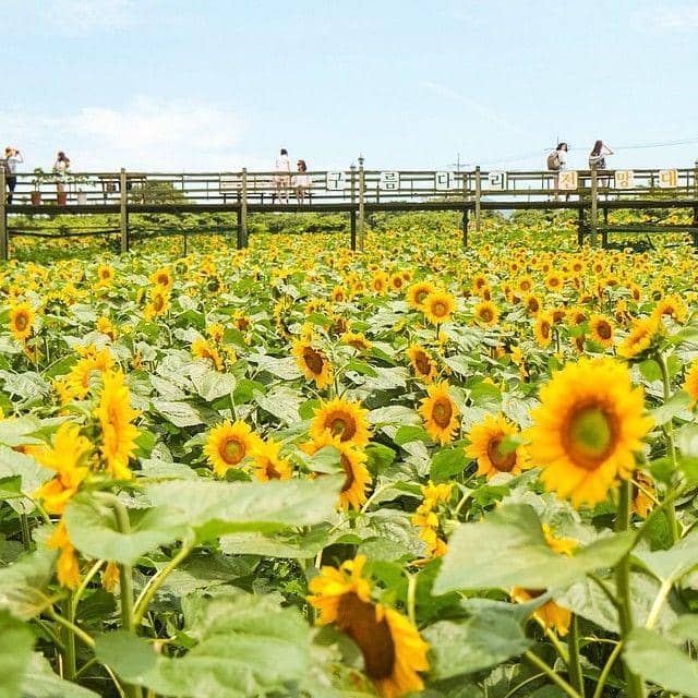 instagram.com/hibrutus