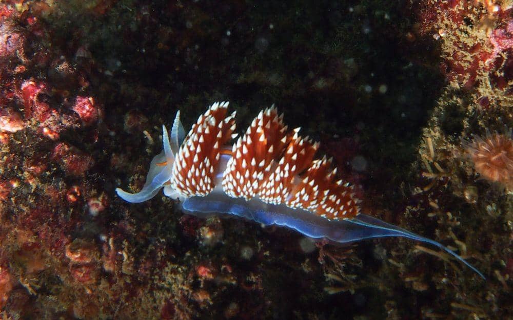 oceansafariscuba.com