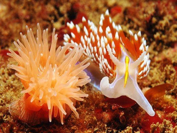 species.divebums.com