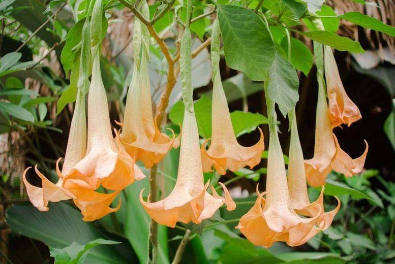 gardenia.net