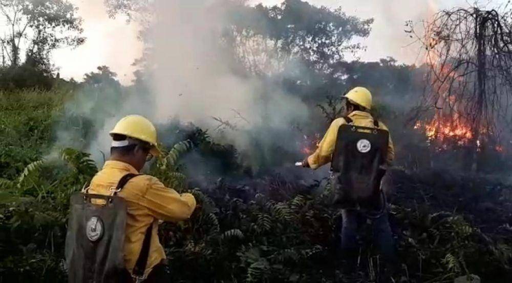 Dok. Dishut Kaltim