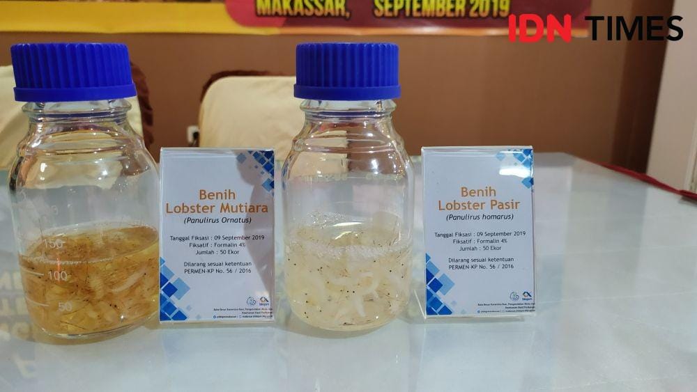 Ilustrasi benih lobster. IDN Times/Aan Pranata