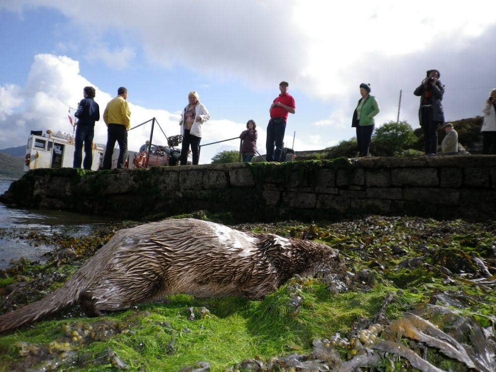 blog.skyeferry.co.uk